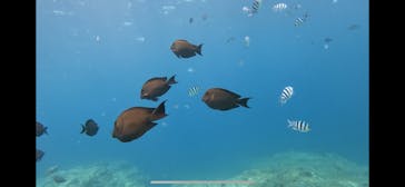 武藤潜水に投稿された画像（2025/8/13）