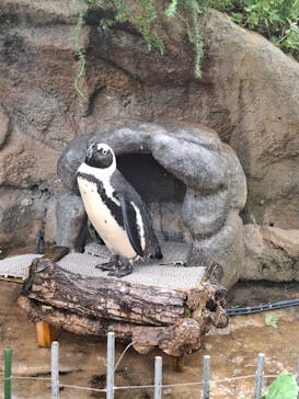 サンシャイン水族館に投稿された画像（2025/8/13）