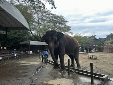 ANIMAL WONDER REZOURT 市原ぞうの国・サユリワールドに投稿された画像（2025/8/13）