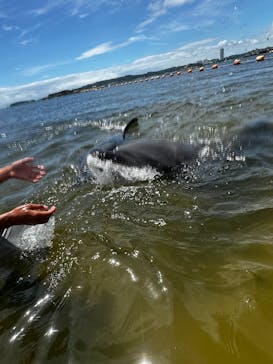 日間賀島ドルフィンビーチに投稿された画像（2025/8/13）