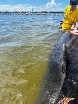 日間賀島ドルフィンビーチに投稿された画像（2025/8/13）