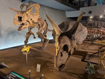 福井県立恐竜博物館に投稿された画像（2025/8/13）