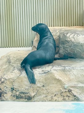 サンシャイン水族館に投稿された画像（2025/8/13）