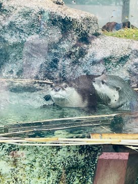 サンシャイン水族館に投稿された画像（2025/8/13）