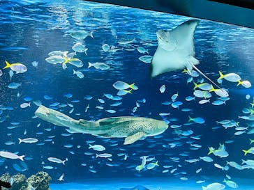 サンシャイン水族館に投稿された画像（2025/8/13）