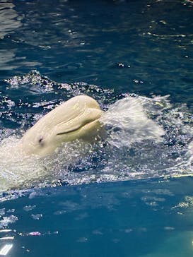 島根県立 しまね海洋館に投稿された画像（2025/8/13）