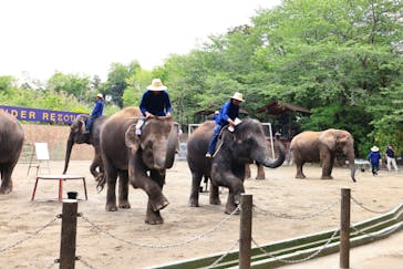 ANIMAL WONDER REZOURT 市原ぞうの国・サユリワールドに投稿された画像（2025/8/13）