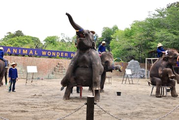 ANIMAL WONDER REZOURT 市原ぞうの国・サユリワールドに投稿された画像（2025/8/13）