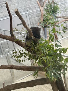 淡路ファームパーク イングランドの丘に投稿された画像（2025/8/13）