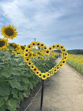 淡路ファームパーク イングランドの丘に投稿された画像（2025/8/13）