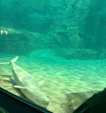 名古屋港水族館に投稿された画像（2025/8/13）