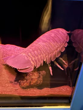 名古屋港水族館に投稿された画像（2025/8/13）