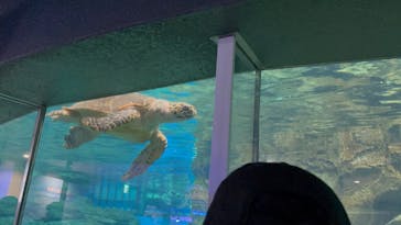 名古屋港水族館に投稿された画像（2025/8/13）