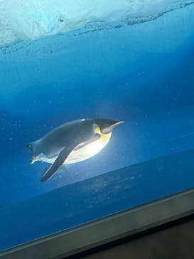 名古屋港水族館に投稿された画像（2025/8/13）