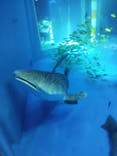 のとじま水族館に投稿された画像（2025/8/13）