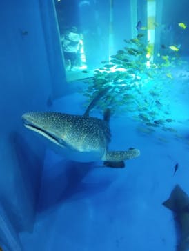 のとじま水族館に投稿された画像（2025/8/13）