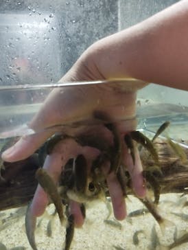 のとじま水族館に投稿された画像（2025/8/13）