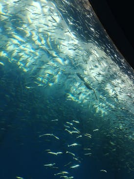 のとじま水族館に投稿された画像（2025/8/13）