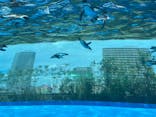 サンシャイン水族館に投稿された画像（2025/8/13）