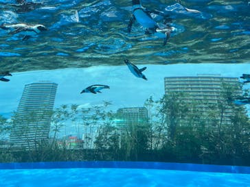 サンシャイン水族館に投稿された画像（2025/8/13）