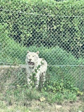 群馬サファリパークに投稿された画像（2025/8/13）