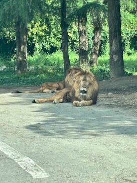 群馬サファリパークに投稿された画像（2025/8/13）