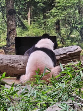 恩賜上野動物園に投稿された画像（2025/8/13）