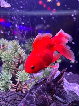 錦鯉・金魚アクアリウム in ときメッセに投稿された画像（2025/8/13）