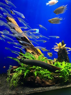 サンシャイン水族館に投稿された画像（2025/8/13）