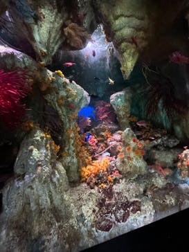 サンシャイン水族館に投稿された画像（2025/8/13）