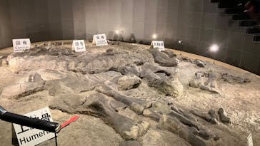 福井県立恐竜博物館に投稿された画像（2025/8/13）