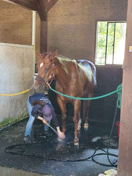 ノーザンホースパークに投稿された画像（2025/8/13）