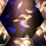 九十九島水族館海きららに投稿された画像（2025/8/13）