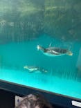 箱根園水族館に投稿された画像（2025/8/13）
