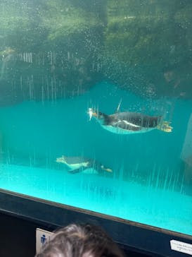 箱根園水族館に投稿された画像（2025/8/13）