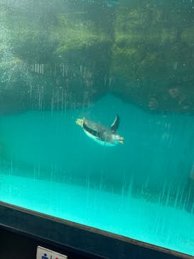 箱根園水族館に投稿された画像（2025/8/13）