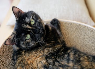 Cat Café MOFF グランベリーパーク店に投稿された画像（2025/8/13）