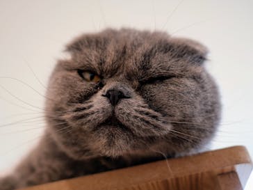 Cat Café MOFF グランベリーパーク店に投稿された画像（2025/8/13）