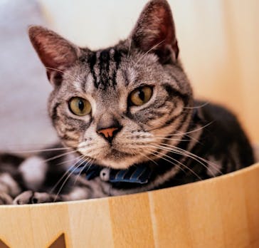 Cat Café MOFF グランベリーパーク店に投稿された画像（2025/8/13）