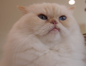 Cat Café MOFF グランベリーパーク店に投稿された画像（2025/8/13）