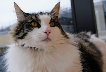 Cat Café MOFF グランベリーパーク店に投稿された画像（2025/8/13）