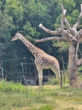 天王寺動物園に投稿された画像（2025/8/13）
