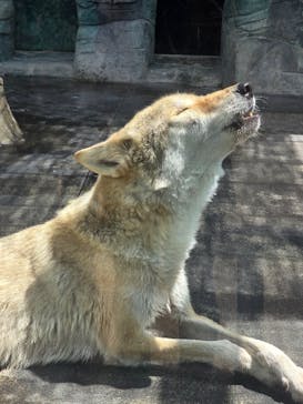 天王寺動物園に投稿された画像（2025/8/13）