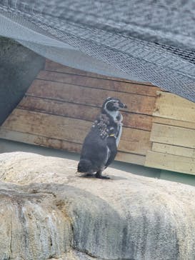 天王寺動物園に投稿された画像（2025/8/13）