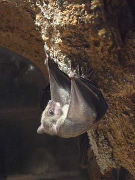 天王寺動物園に投稿された画像（2025/8/13）