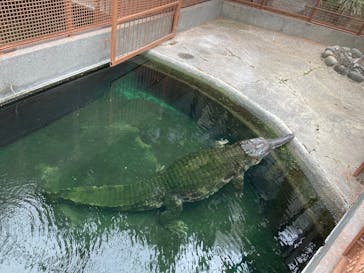 熱川バナナワニ園に投稿された画像（2025/8/10）