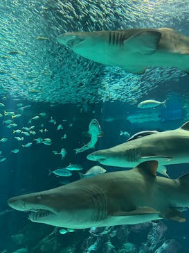 マリンワールド海の中道に投稿された画像（2025/8/13）