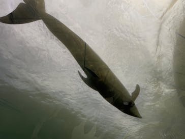 のとじま水族館に投稿された画像（2025/8/13）