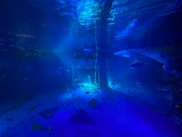 のとじま水族館に投稿された画像（2025/8/13）