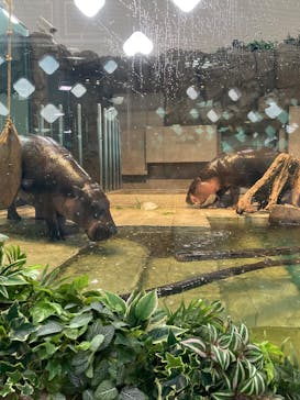 NIFREL（ニフレル）に投稿された画像（2025/8/13）